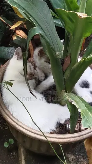 3-6 months Male Purebred American Bobtail
