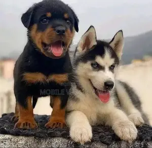 1-3 months Female Purebred Siberian Husky