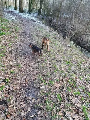 1-3 months Female Purebred Belgian Malinois