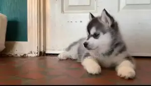 1-3 months Male Purebred Siberian Husky