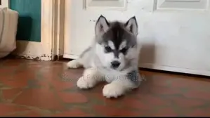 3-6 months Female Purebred Siberian Husky