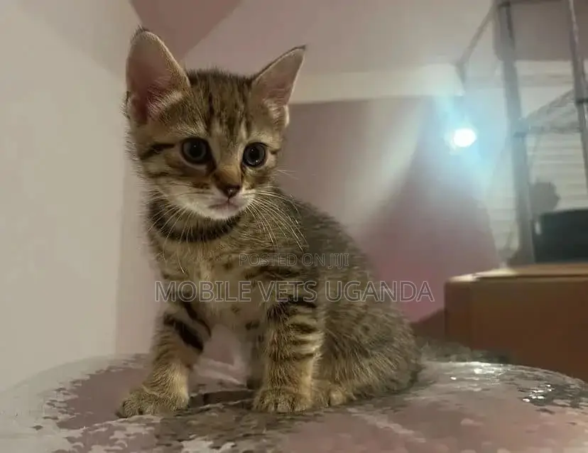1-3 months Female Purebred Burmese