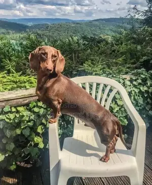 6-12 months Male Purebred Dachshund