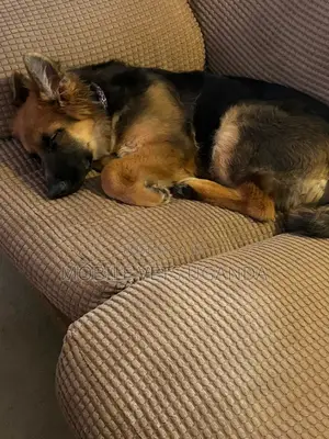 6-12 months Male Purebred German Shepherd