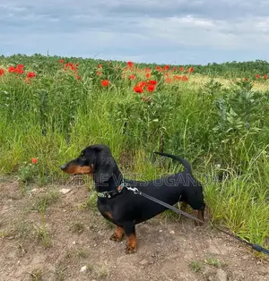 3-6 months Female Purebred Dachshund