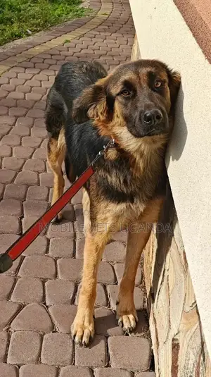 1-3 months Female Purebred German Shepherd