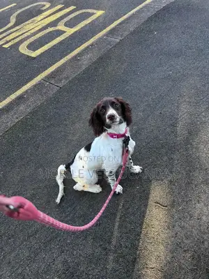 6-12 months Male Purebred English Springer Spaniel