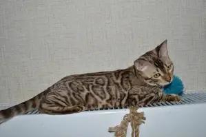 3-6 months Female Purebred American Bobtail