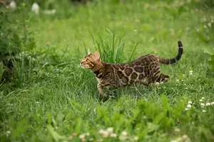3-6 months Male Purebred American Bobtail