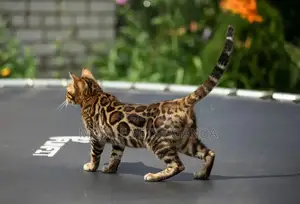 1-3 months Female Purebred Bengal