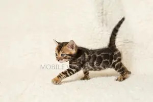 1-3 months Male Purebred American Bobtail