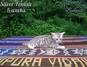 1-3 months Male Purebred American Bobtail