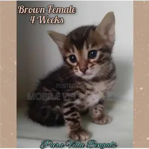 1-3 months Male Purebred American Curl