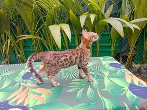 3-6 months Male Purebred American Wirehair