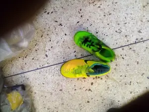 Kids Shoeing