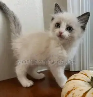 1-3 months Male Purebred Bombay