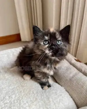 1-3 months Male Purebred Abyssinian