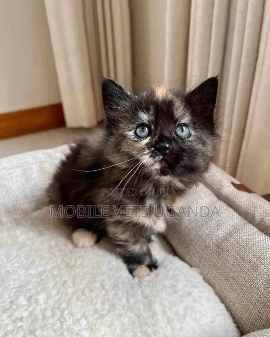 1-3 months Male Purebred Abyssinian