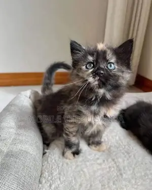 1-3 months Female Purebred British Shorthair