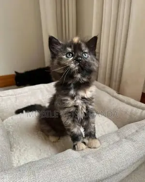 1-3 months Male Purebred American Curl