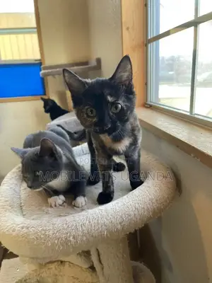 3-6 months Male Purebred Abyssinian