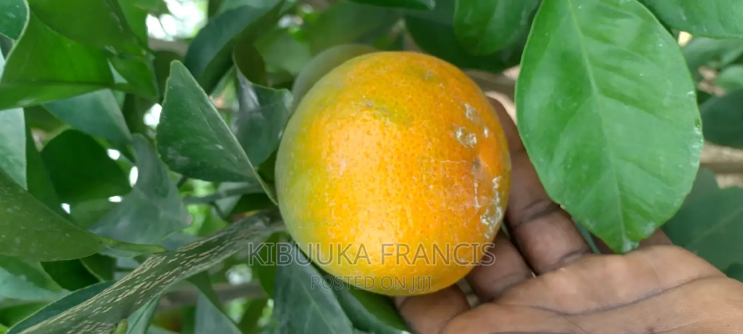 Pixie Orange Seedlings for Sale
