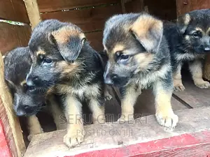 3-6 months Male Purebred German Shepherd