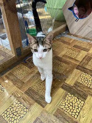 3-6 months Female Purebred Exotic