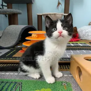 1-3 months Male Purebred Ragdoll