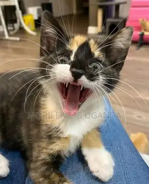 1-3 months Male Purebred Ragdoll