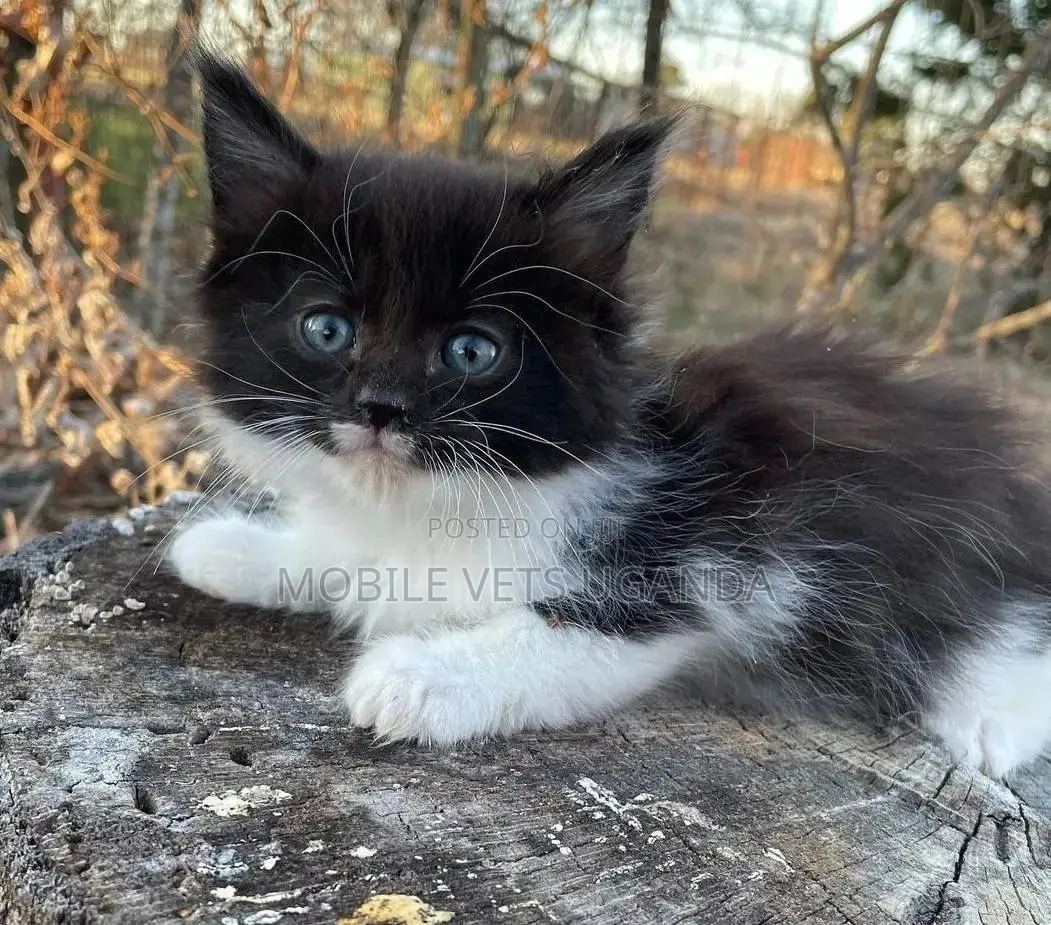 1-3 months Male Purebred Scottish Fold