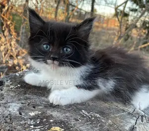 1-3 months Male Purebred Scottish Fold