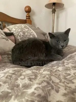 3-6 months Male Purebred Birman