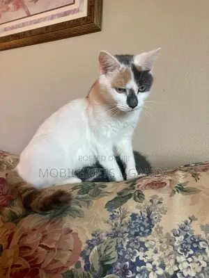 3-6 months Male Purebred Bombay