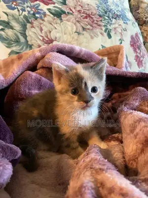 3-6 months Male Purebred American Shorthair