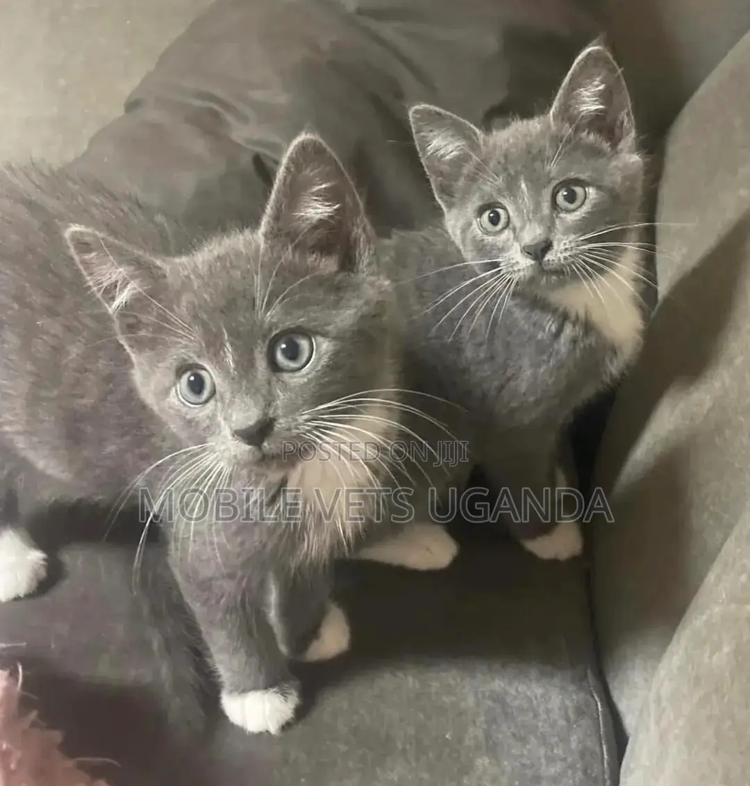1-3 months Female Purebred British Shorthair