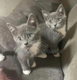 1-3 months Female Purebred British Shorthair