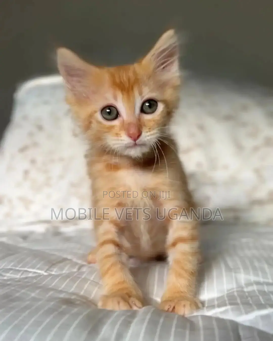 1-3 months Female Purebred Birman