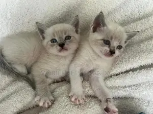 1-3 months Male Purebred American Bobtail