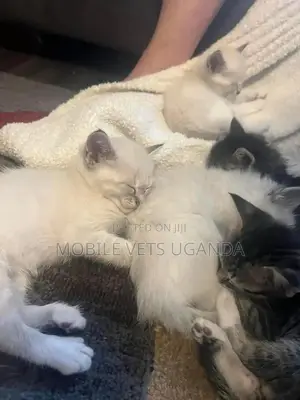 1-3 months Female Purebred American Bobtail