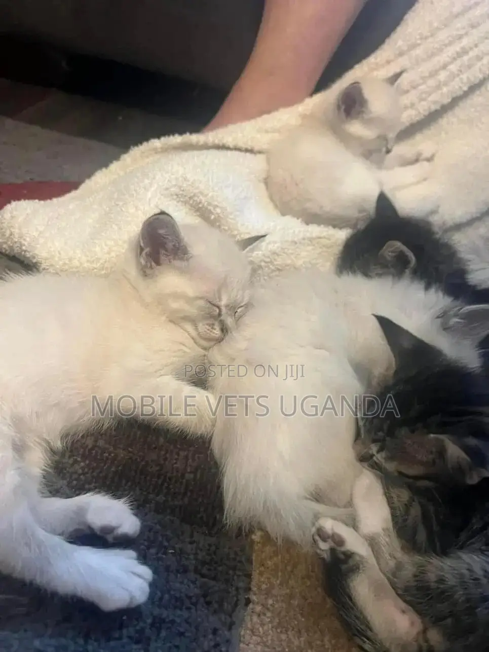 1-3 months Female Purebred American Bobtail