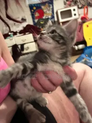 1-3 months Male Purebred Birman