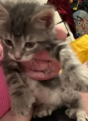0-1 month Male Purebred Burmese