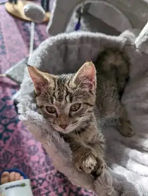 3-6 months Female Purebred American Curl