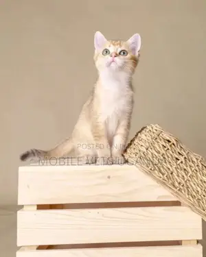 1-3 months Female Purebred Snowshoe
