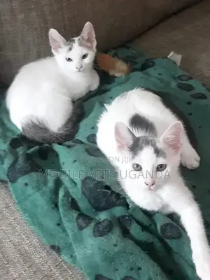 1-3 months Male Purebred Somali