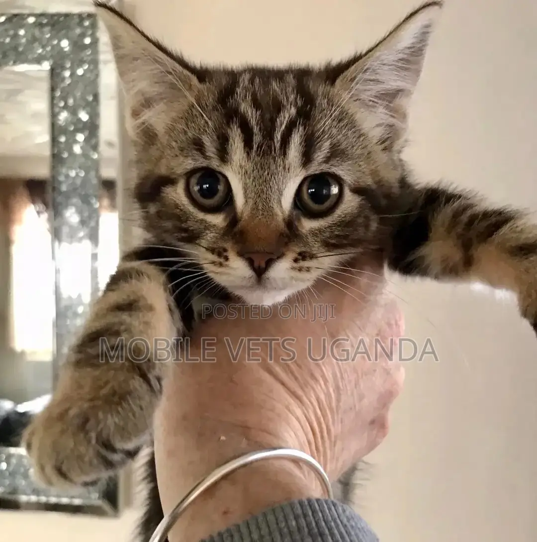 3-6 months Female Purebred Abyssinian
