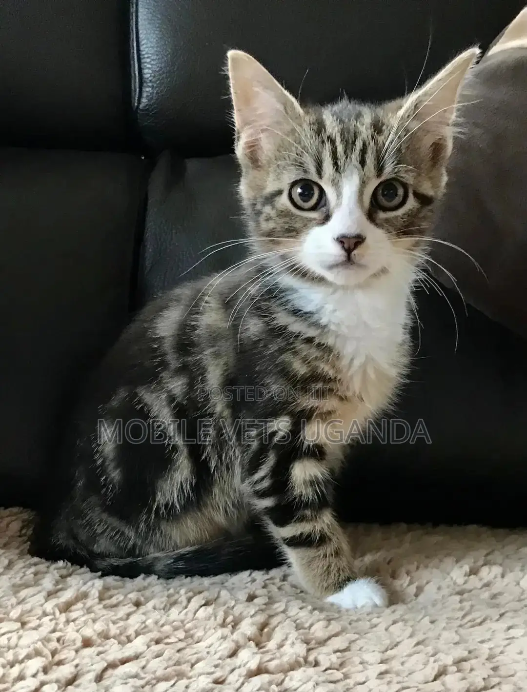 3-6 months Male Purebred Burmilla
