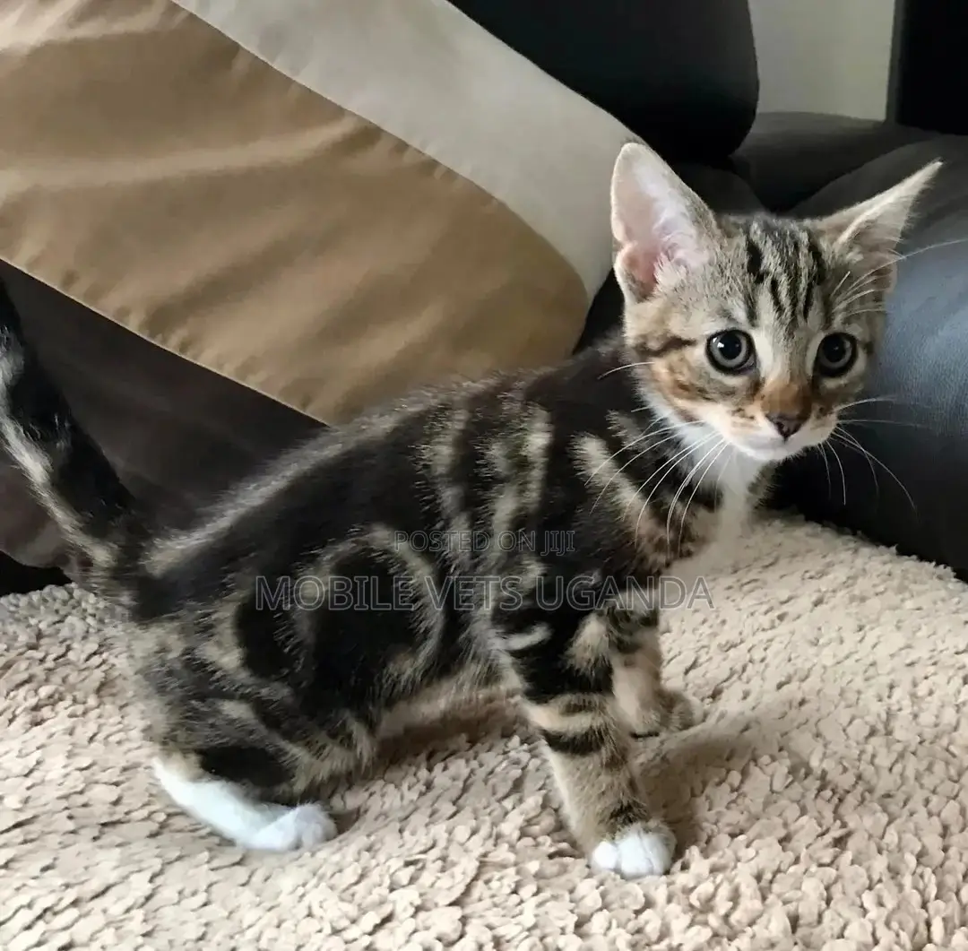 3-6 months Male Purebred American Bobtail
