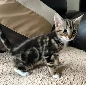 3-6 months Male Purebred American Bobtail